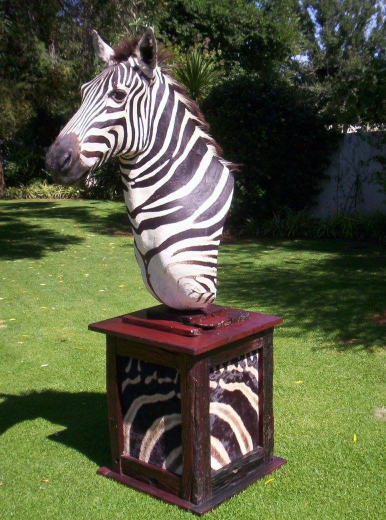 Joe Regal Taxidermy | Odendaalrus