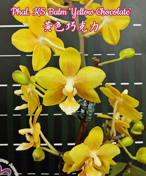 大特価‼️［洋蘭原種］極希少種　Phal. celebensis yellow 洋蘭原種］極希少種 Phal. celebensis yellow 大株 洋蘭原種］極希少種