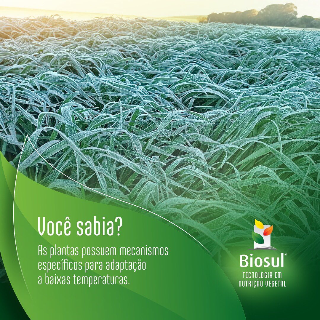As plantas são submetidas ao... - Biosul Fertilizantes