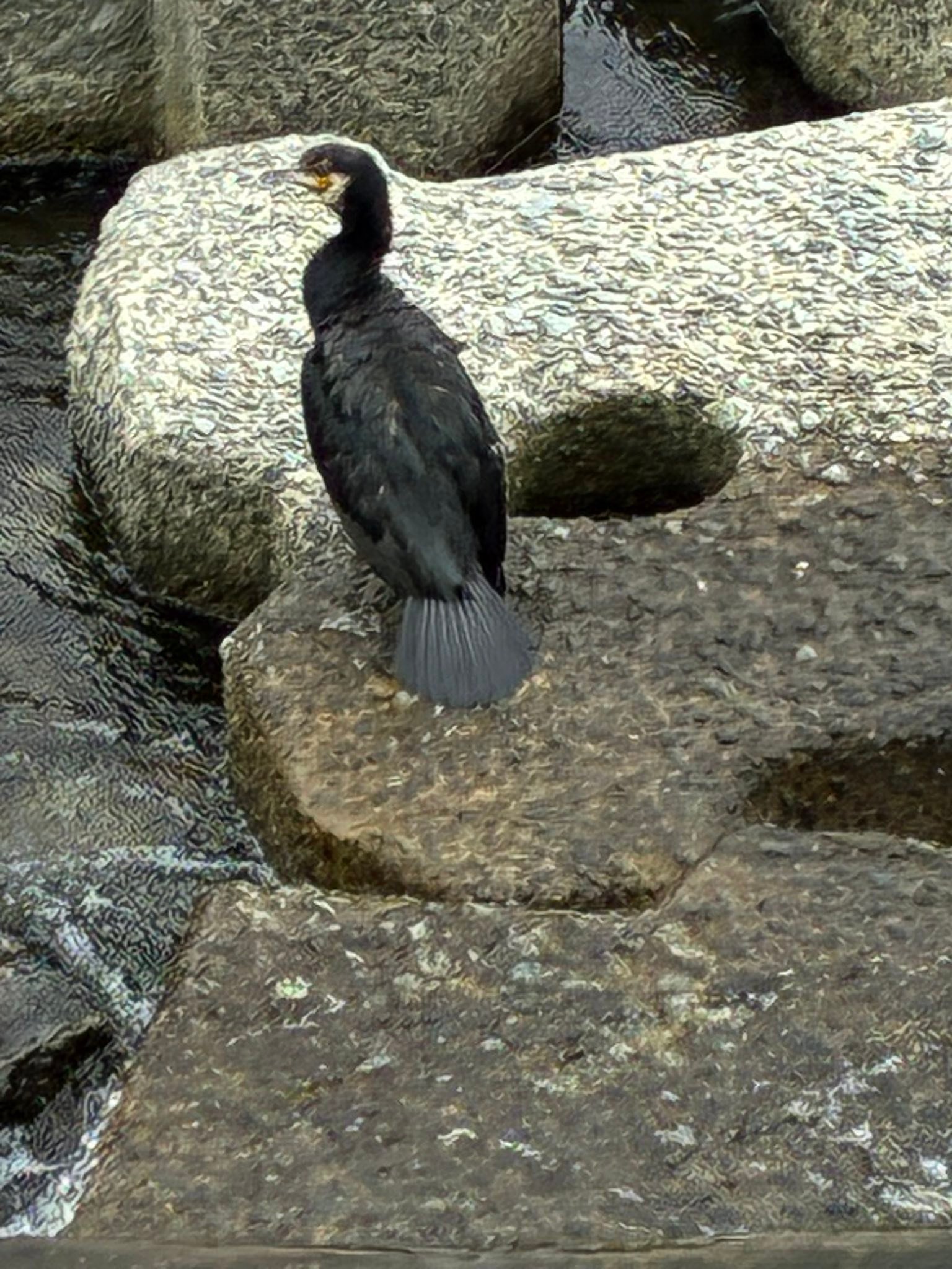 What bird species is this on Takano River in Kyoto, Kyoto Prefecture?