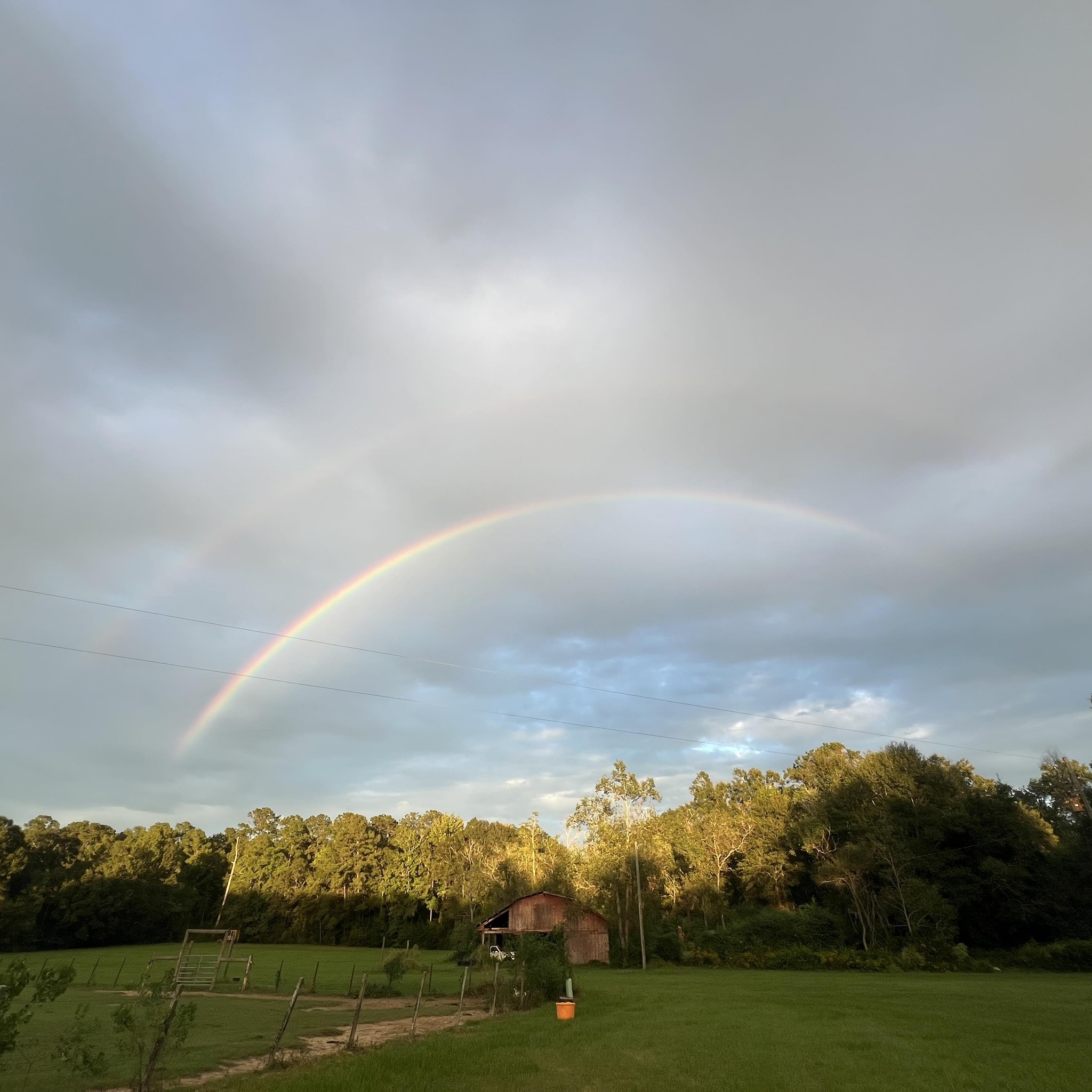 After starting again with chickens over a year ago I discovered the 🌈🥚s ...