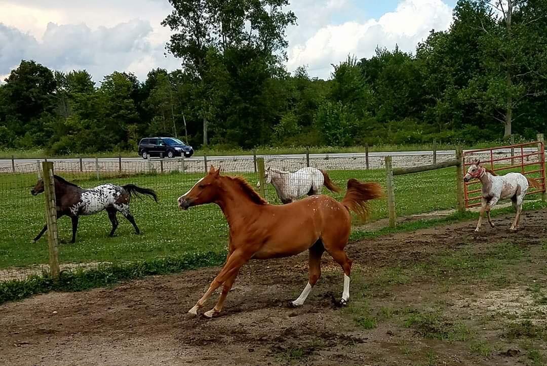 POA coat patterns vary widely. One of... - StateLineTack.com | Facebook
