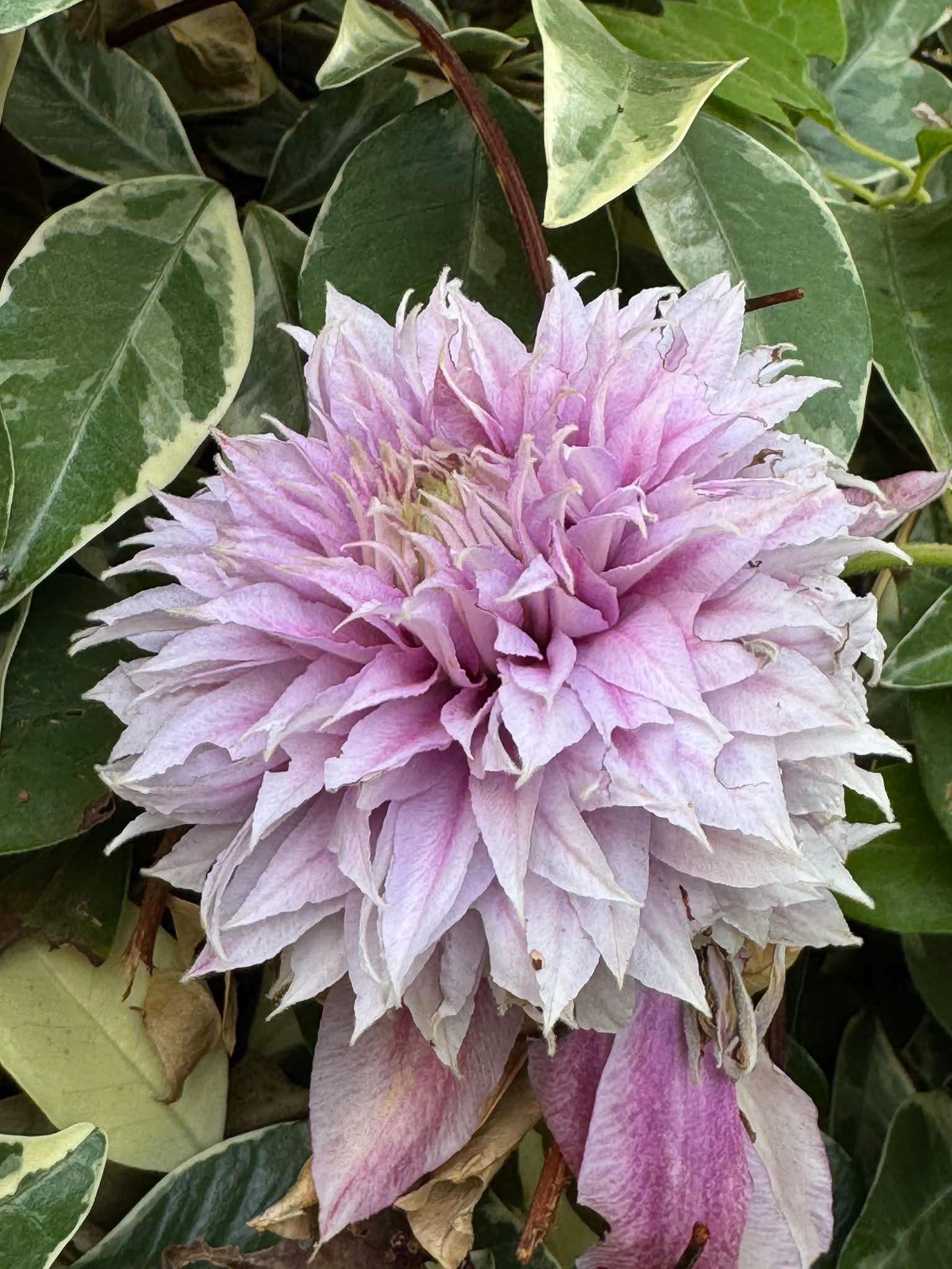 Flower of the day please name it if you can .