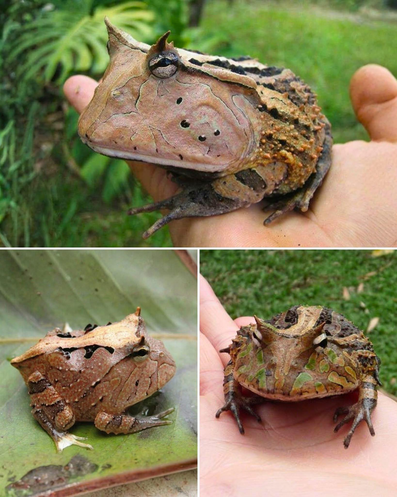 🔥 This is the AMAZONIAN HORNED FROG – The Frog That Eats