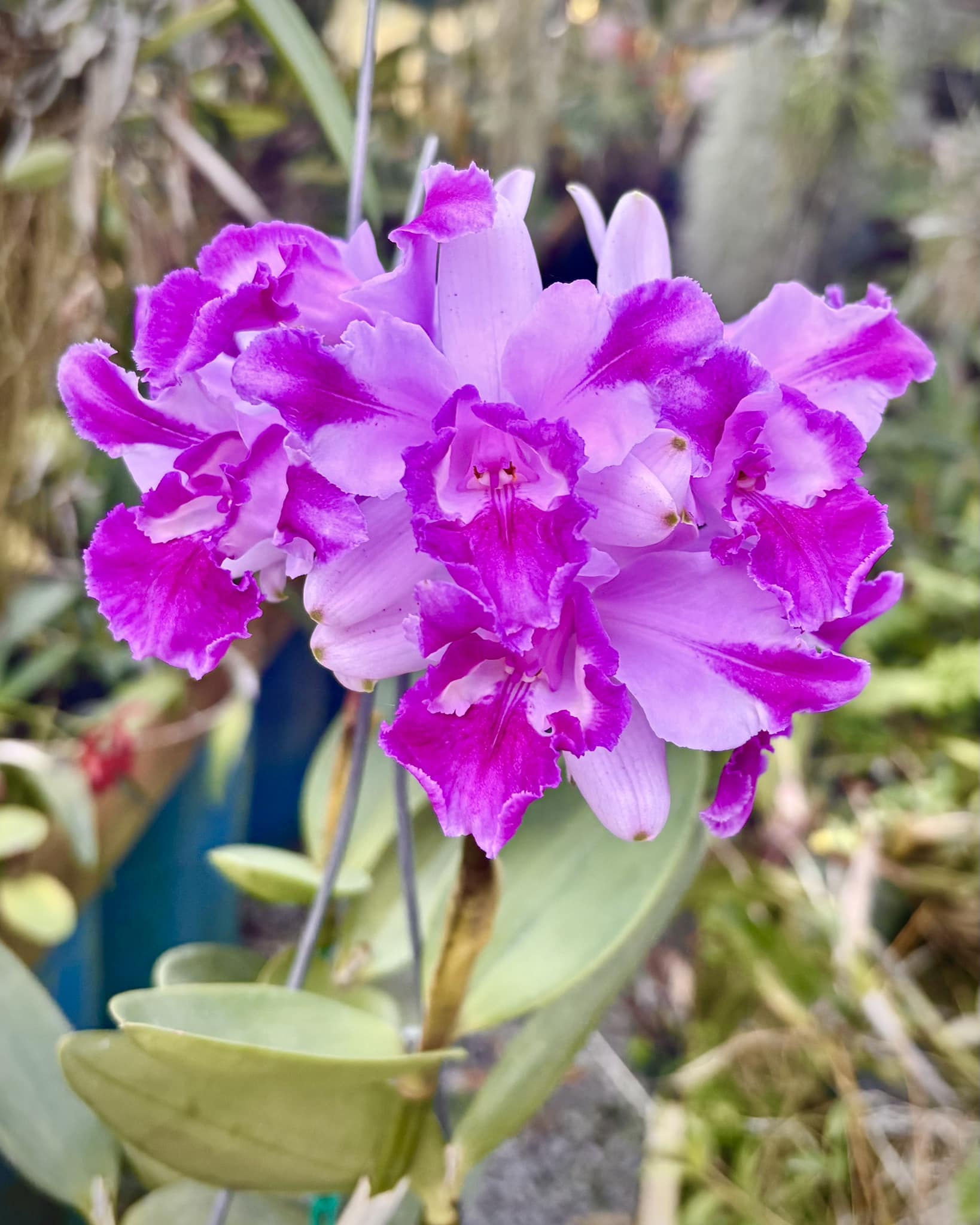 C．intermedia coerulea aquinii orlata '100312 ' ＃川崎洋蘭クラブ