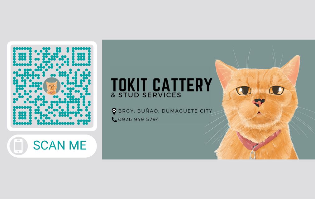 CEBU CAT STUD SERVICE | Facebook