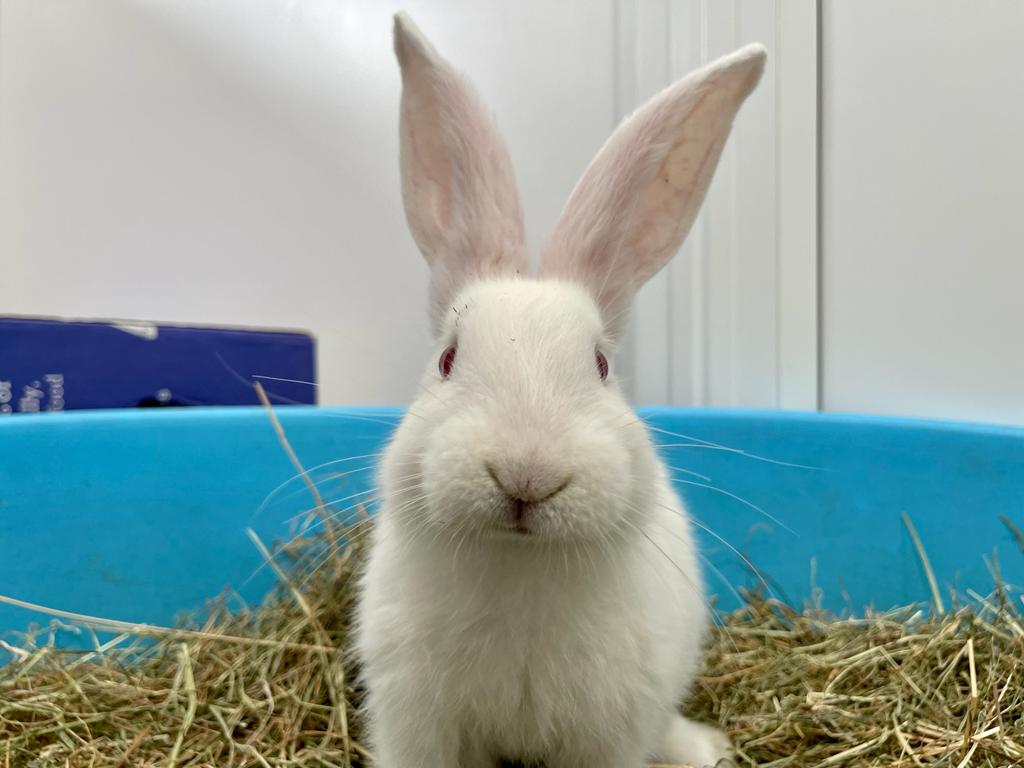 For adoption 🐇 Logan... - RSPCA Manchester & Salford Branch