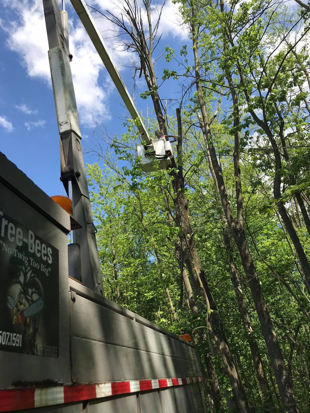 Tree-Bees LLC | Marion IN
