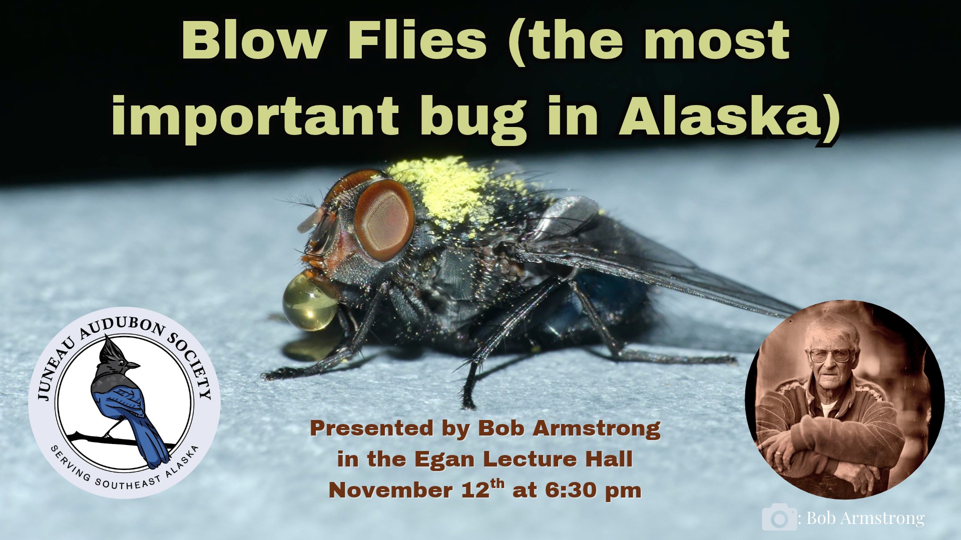 Blow Flies (the most important bug in Alaska)