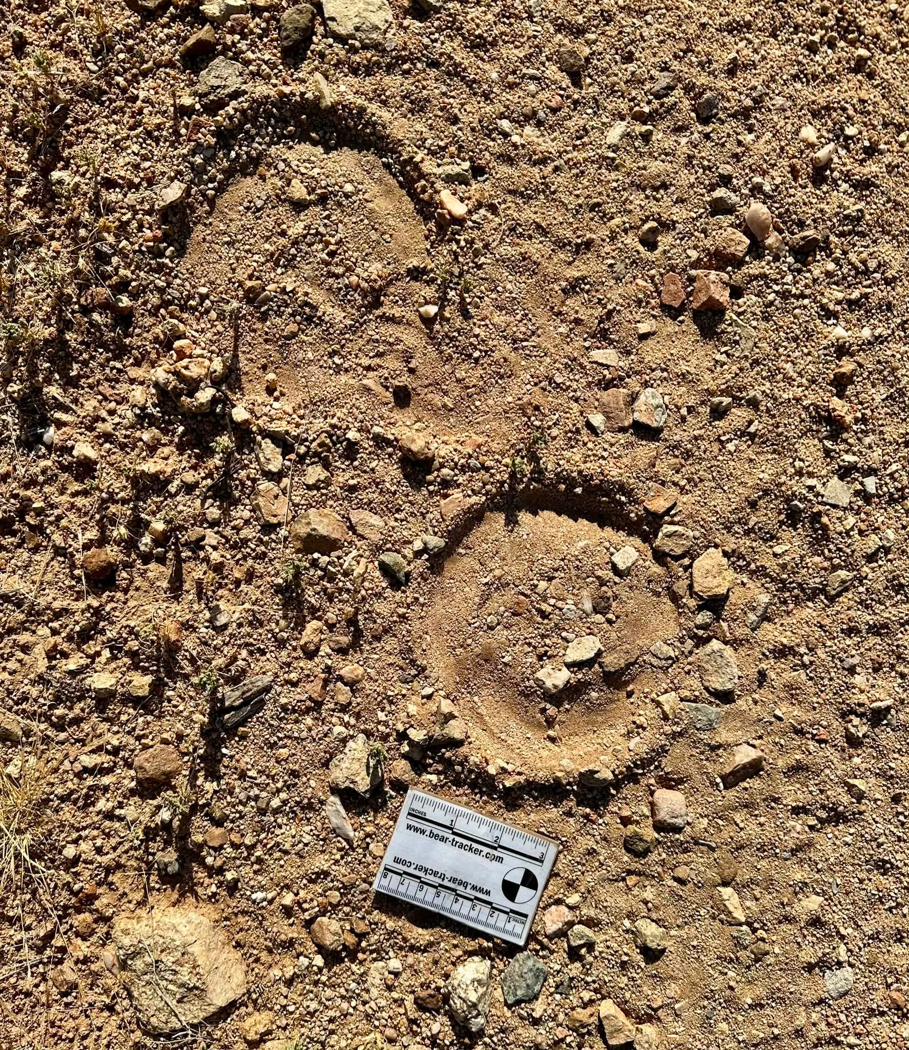 Western diamondback rattlesnake ambush circles in Southeast Green