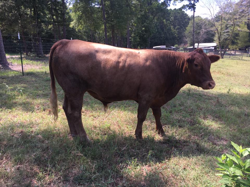 RAMP Ranch custom fed beef | Avinger TX
