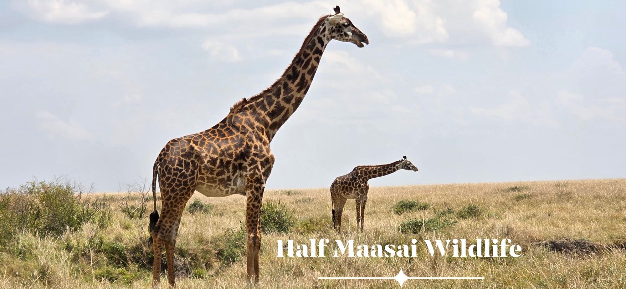 Maasai Giraffes 🦒 🦒 ♥️