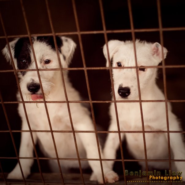 Animal Welfare League SA - ~PUPPY TINNED FOOD NEEDED~ The AWL is in ...