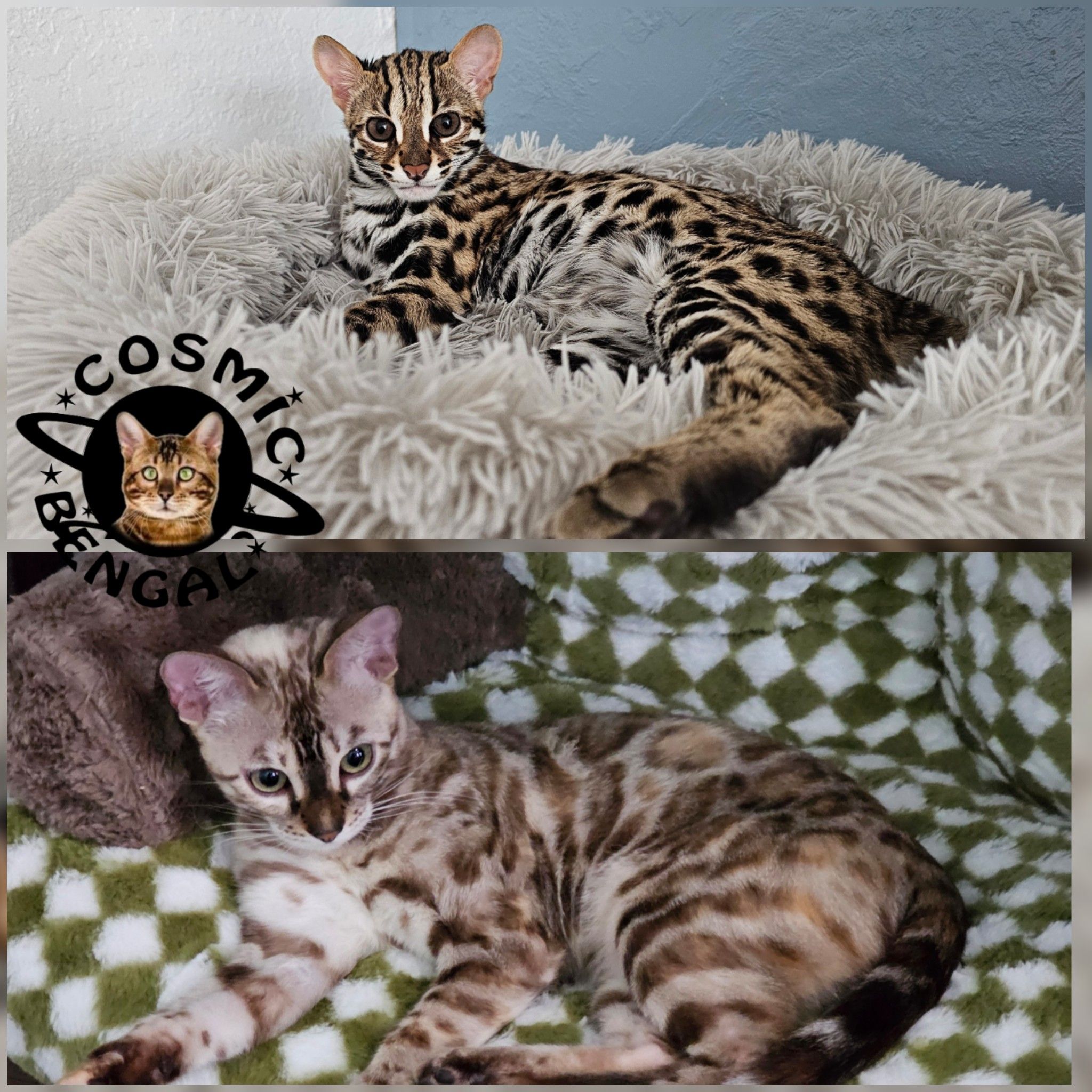 Red/Torbie Bengal Community | Facebook