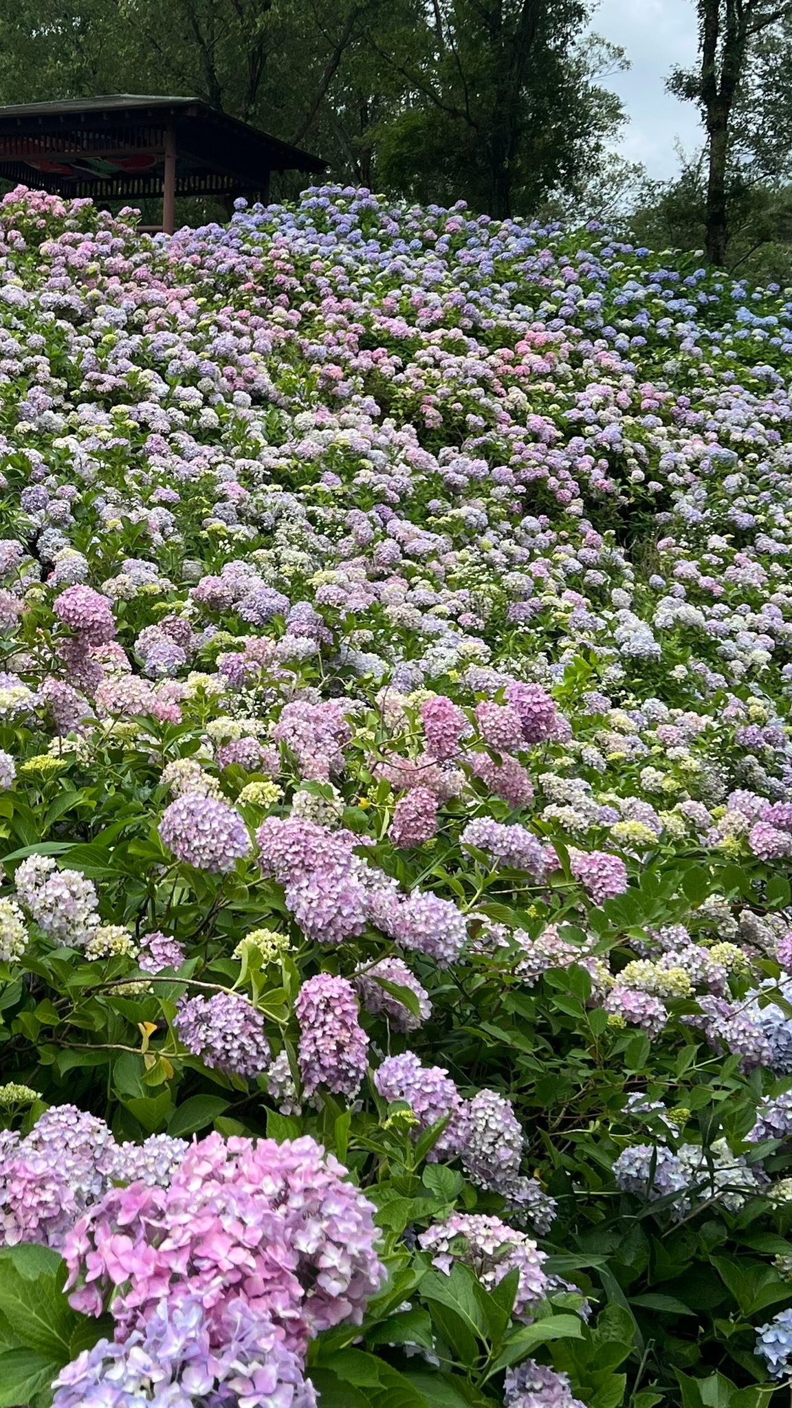 国営讃岐まんのう公園の紫陽花