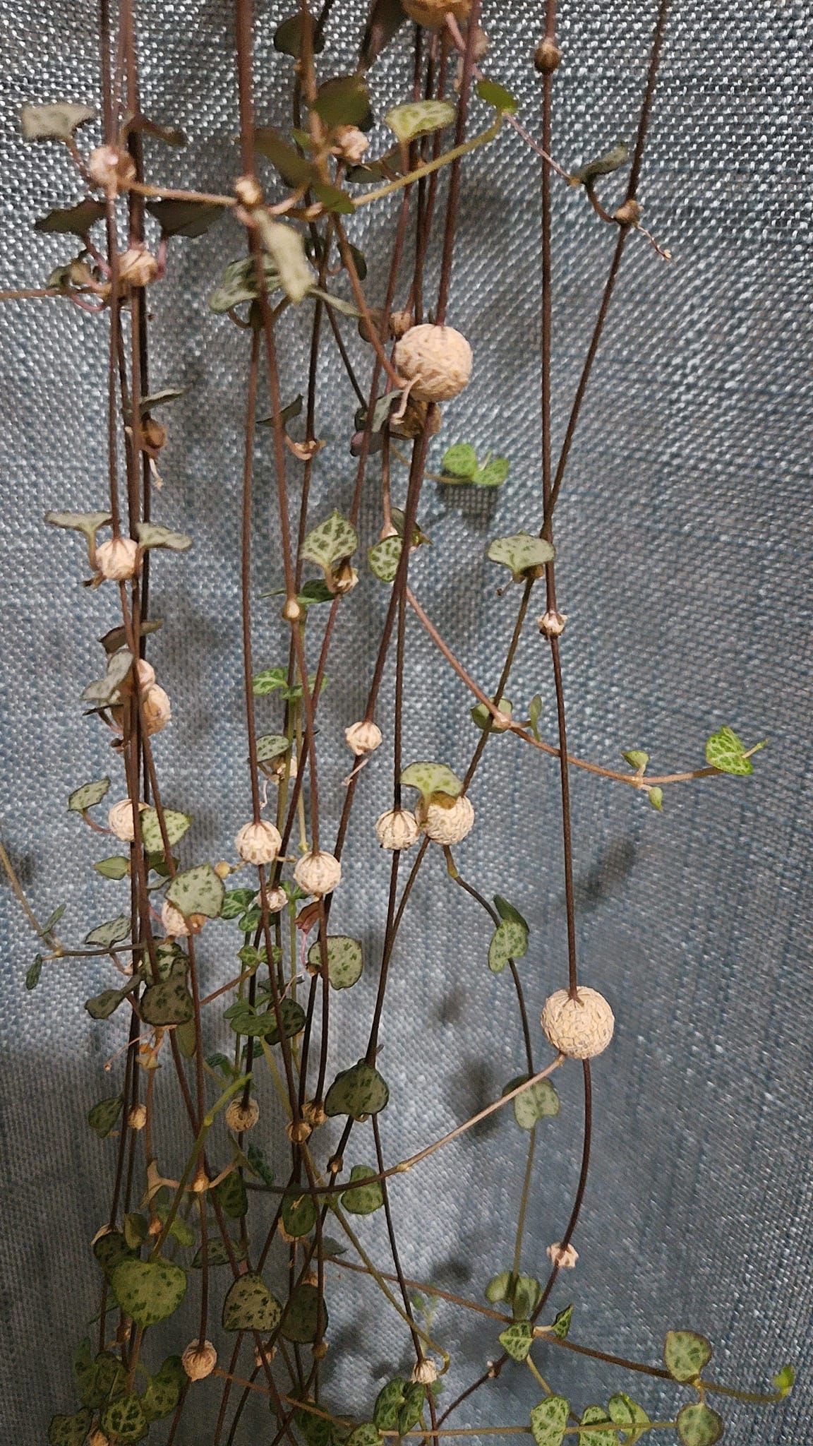 What are the spiky growths on my string of hearts plant?