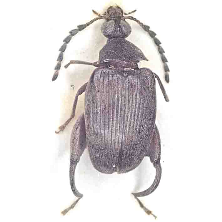 What is this 52mm cerambycid beetle in Tanzania?