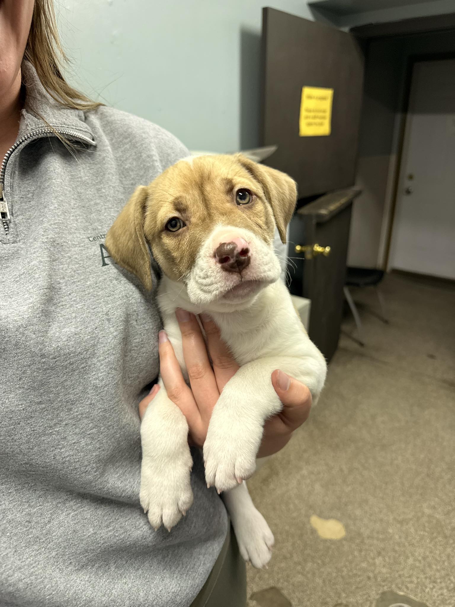 Found puppy near ZX gas station on Providence