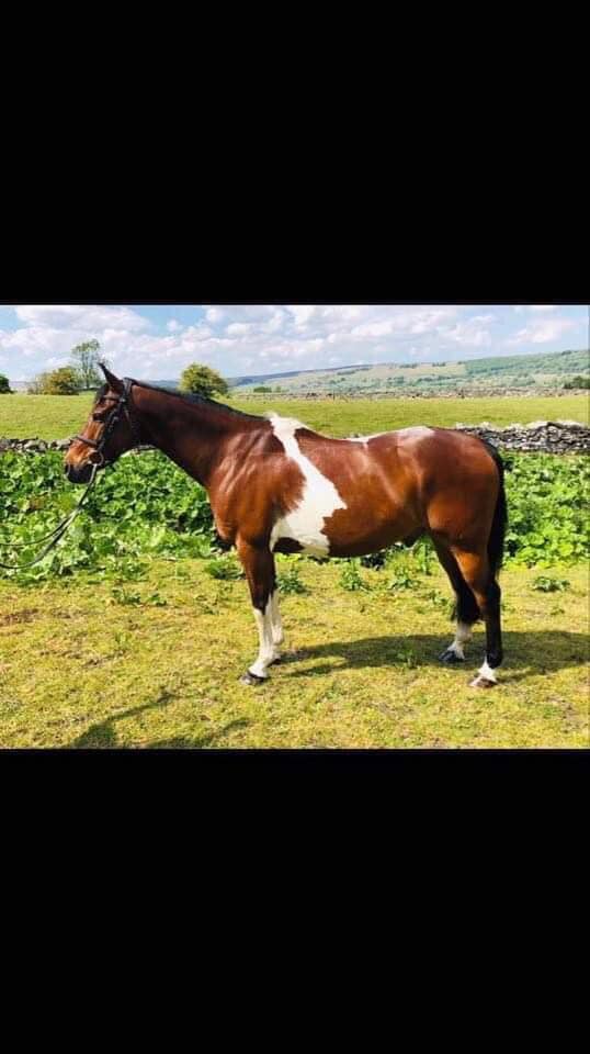 Class 21 - handsomest... - Ashgill equestrian