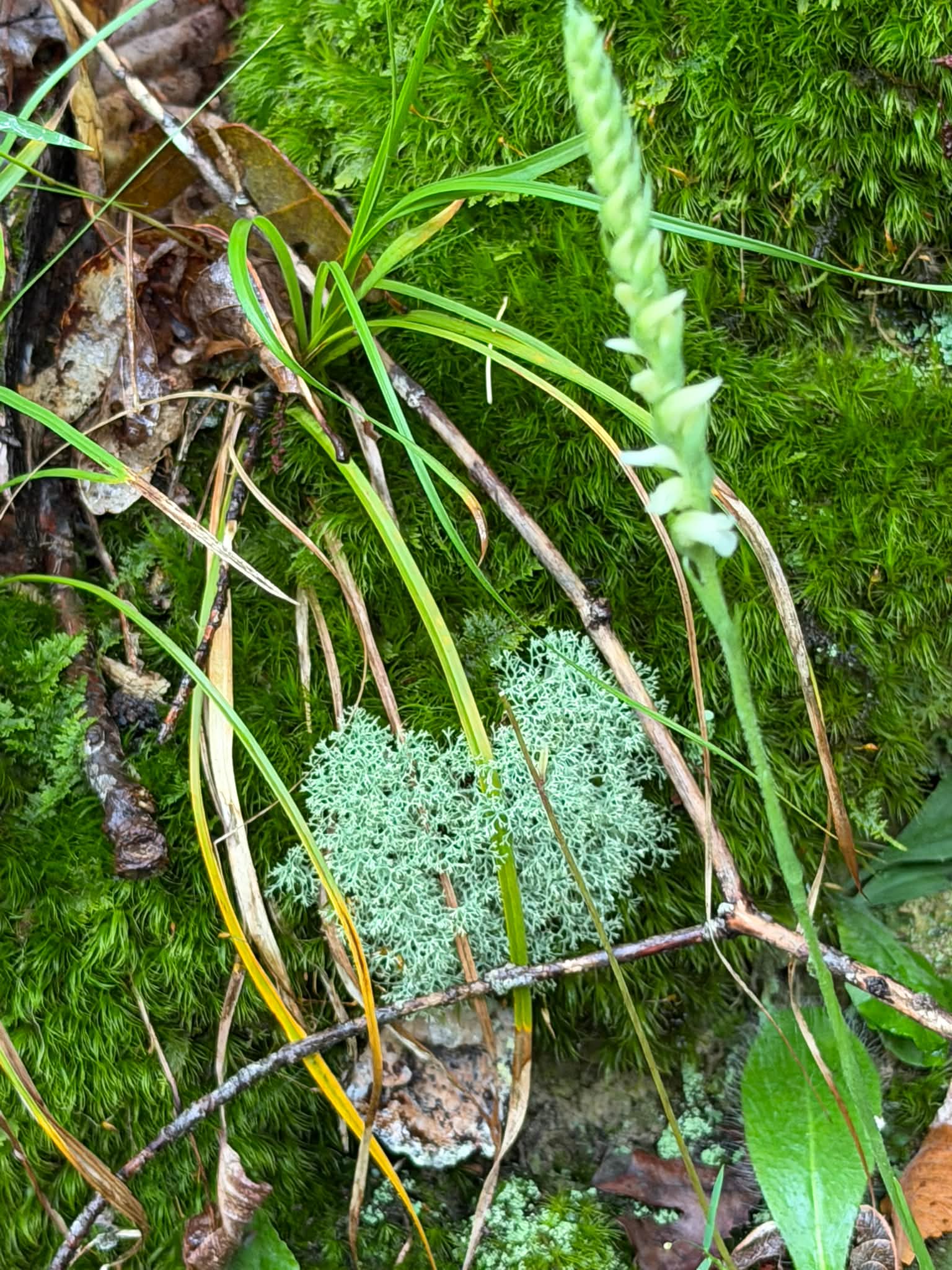 Yellow lady's tresses, Spiranthes ochroleuca, Brown County, 9/12/26