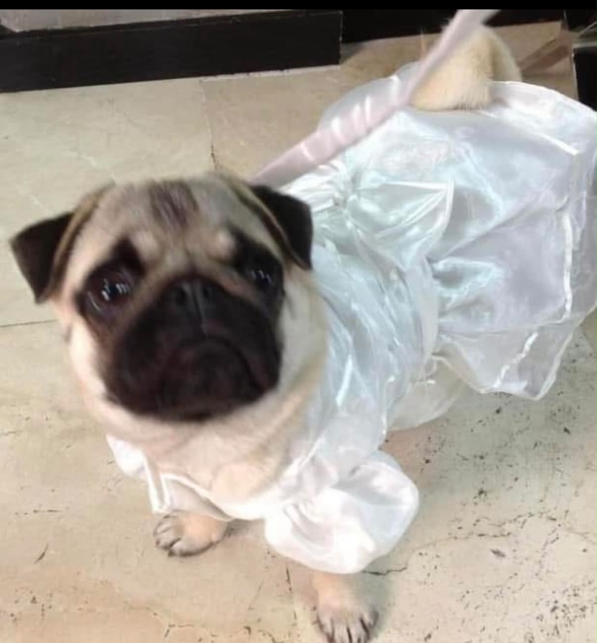 Funny wedding moment with pug bridesmaid Rita at Calvia Town Hall