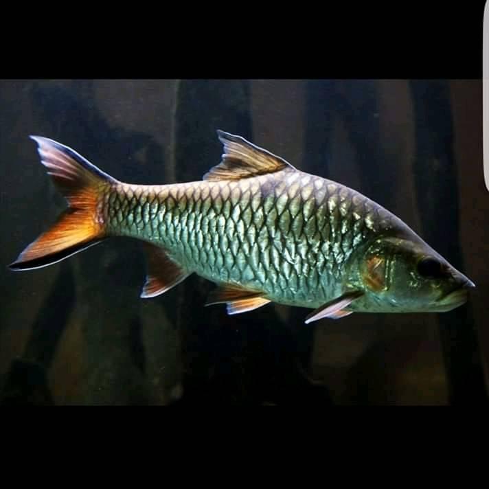 Pemburu Ikan Sebarau Hampala Facebook
