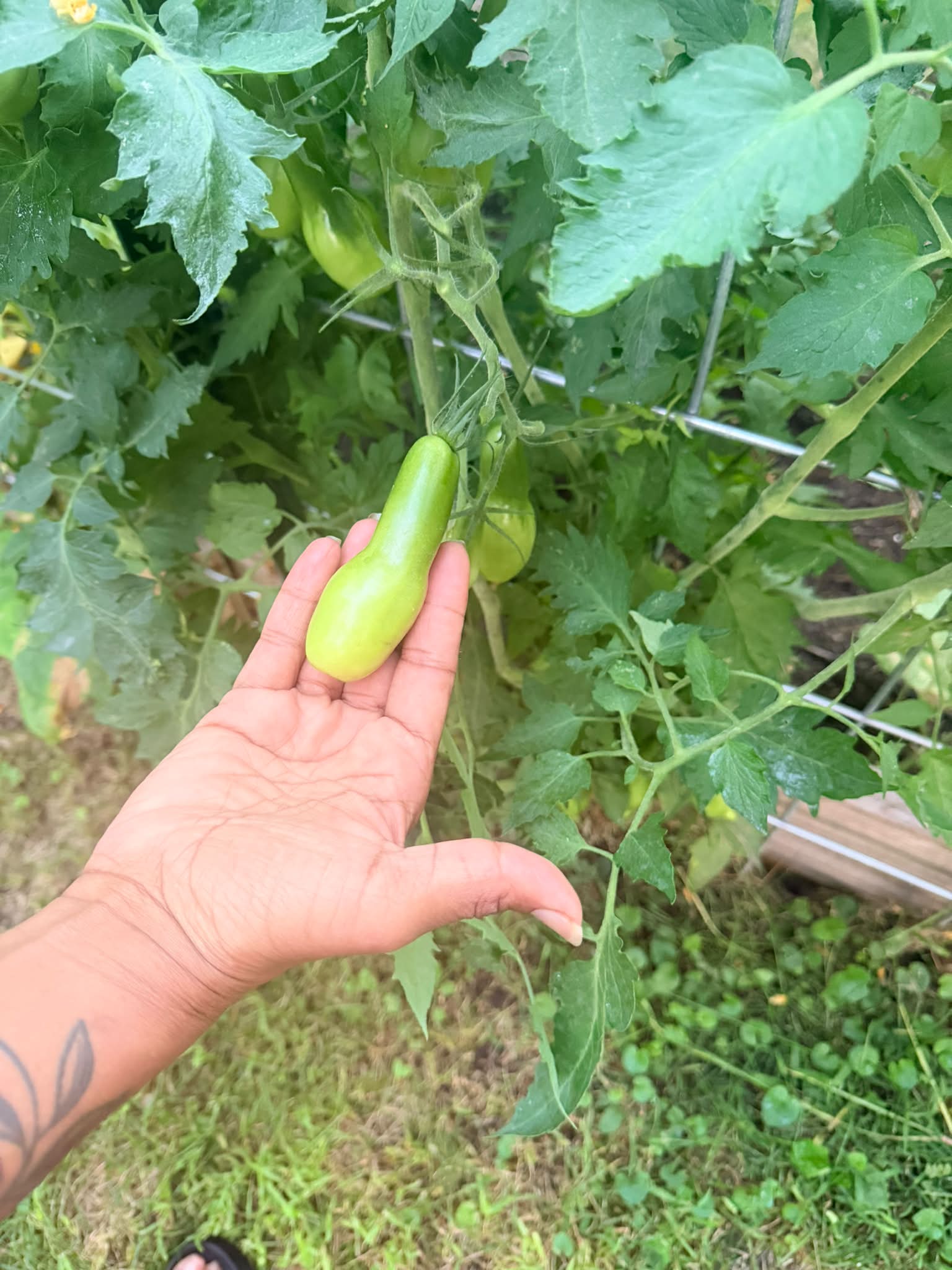 greentomato様　確認用ページ Green tomato turning red, identification help needed