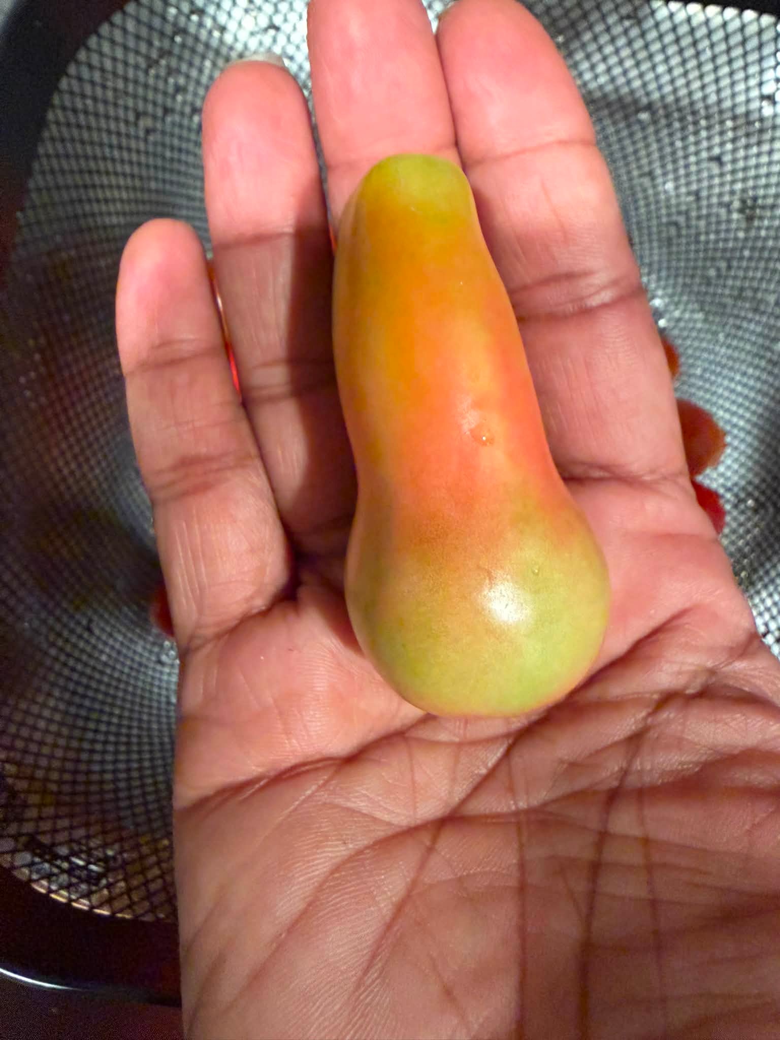 greentomato様　確認用ページ Green tomato turning red, identification help needed