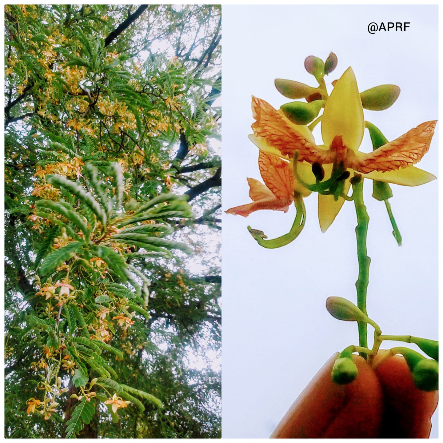Sweta - Tamarindus indica L. Family : Fabaceae Common name : Imlii