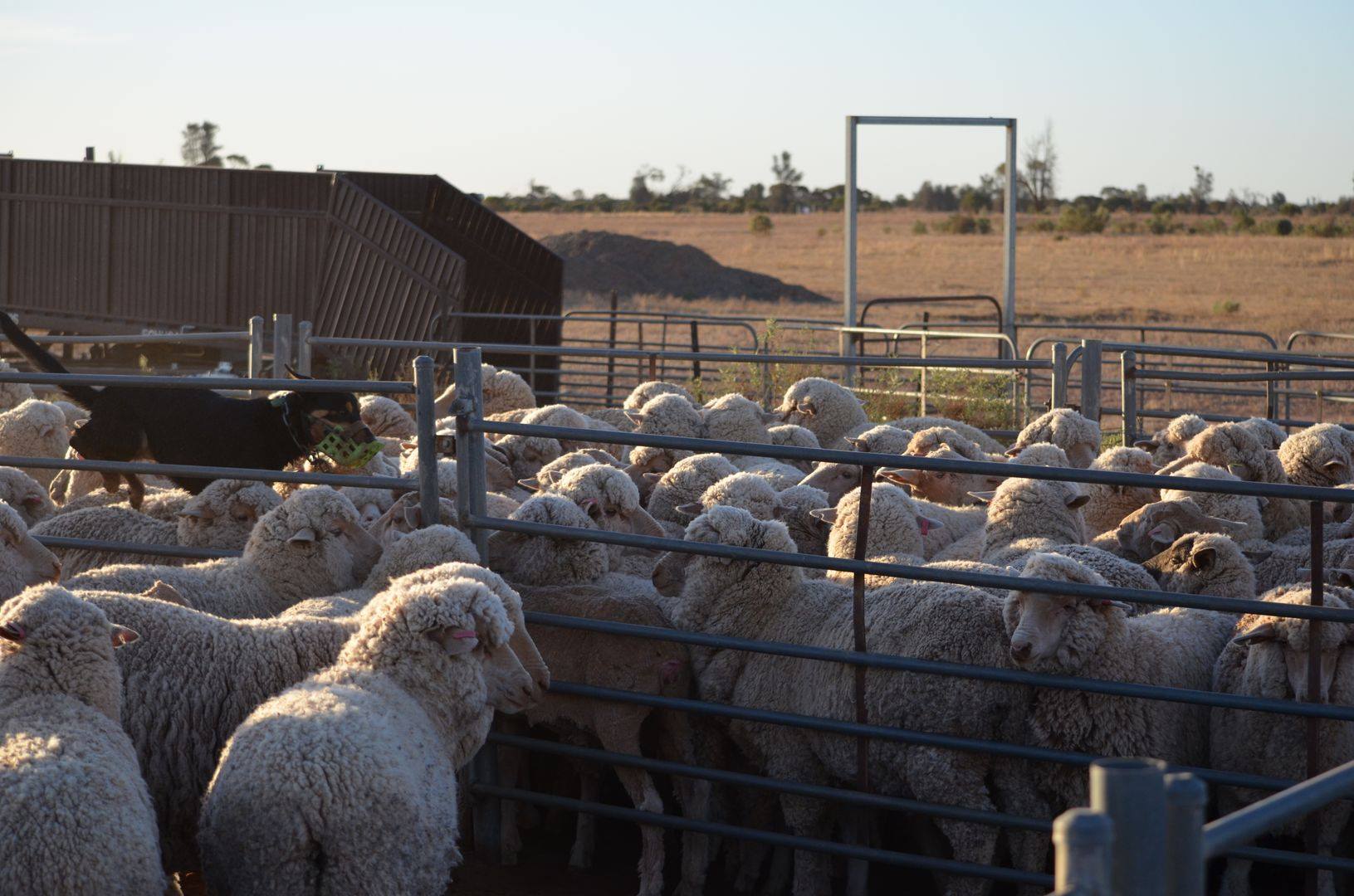 Michell Direct Wool - It’s well known to our woolgrowers that Australia ...