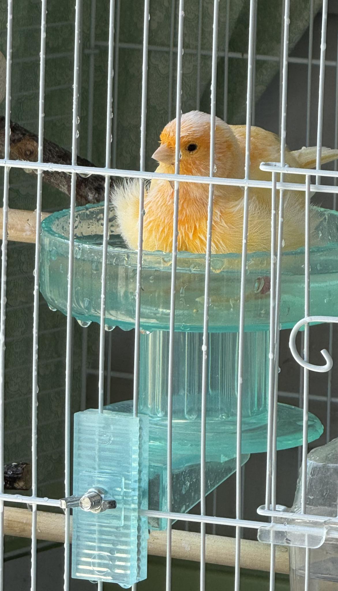 ケージ Lost canary 