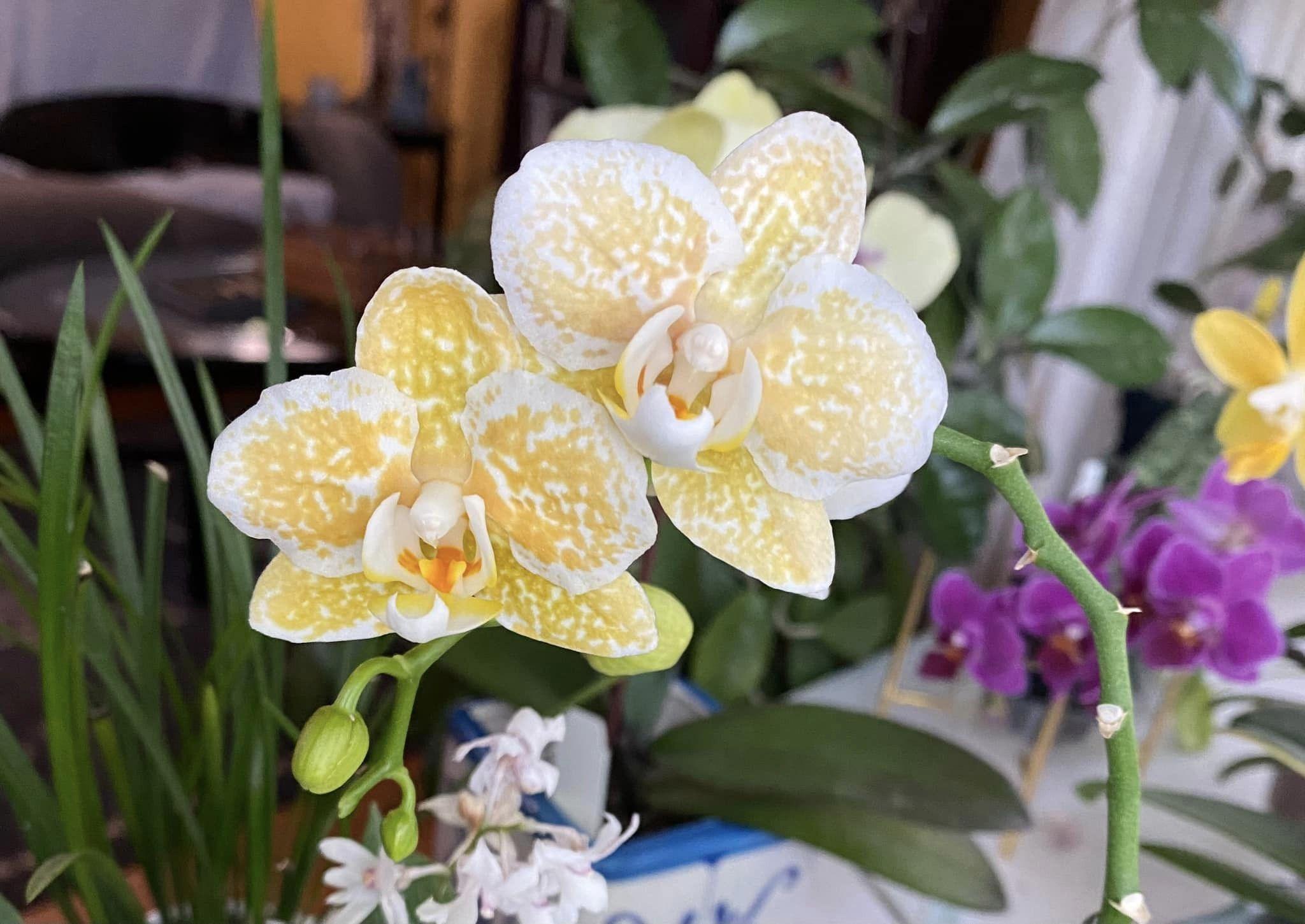 胡蝶蘭 激レア Phal.Yaphon Golden Leopard Rare! Phal. Yaphon Golden