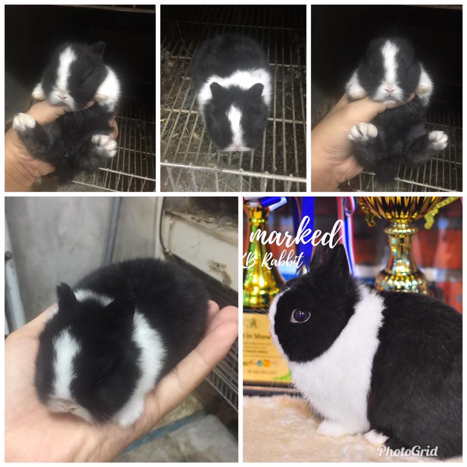KB Rabbit - สำเนาถูกต้อง !!! #kbrabbit #kbchinchilla... | Facebook