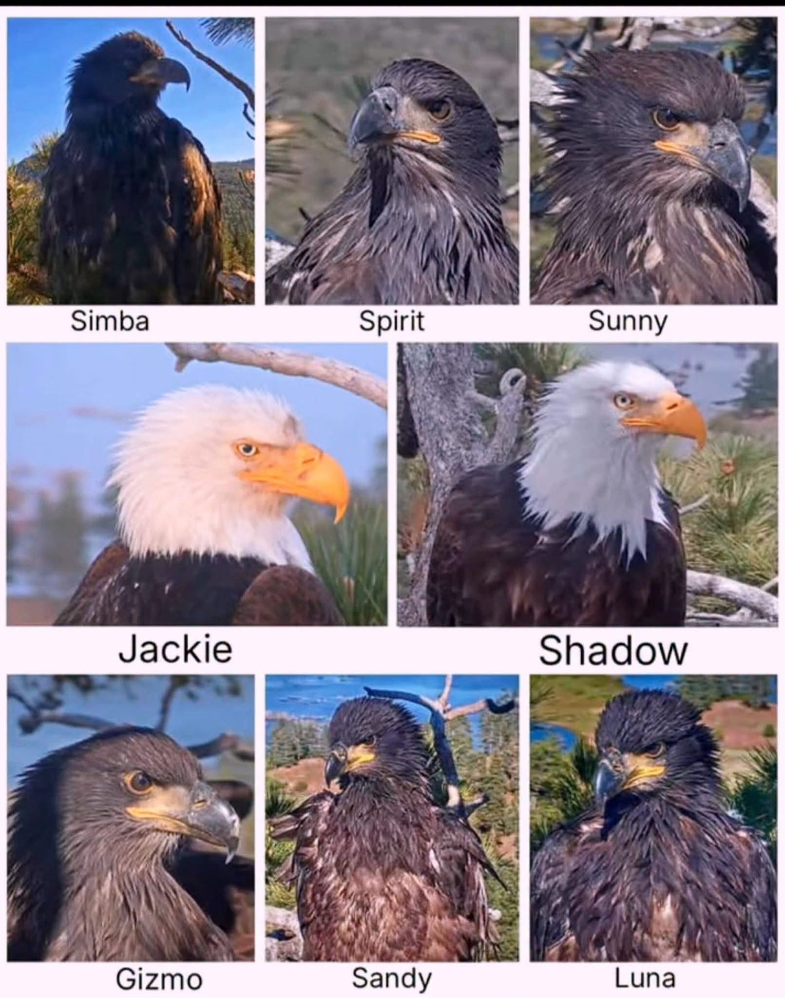 Jackie and Shadow bald eagle family with Simba, Spirit, Sunny