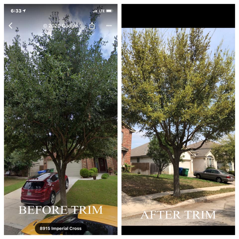JJ Tree Service | San Antonio TX