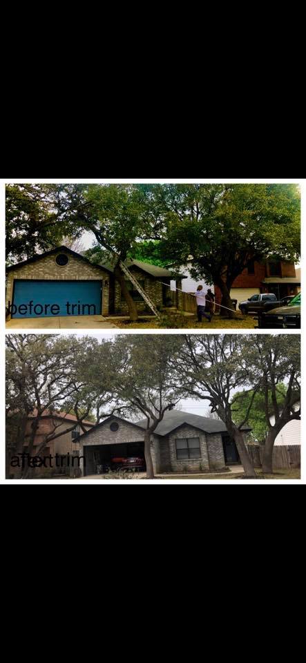 JJ Tree Service | San Antonio TX