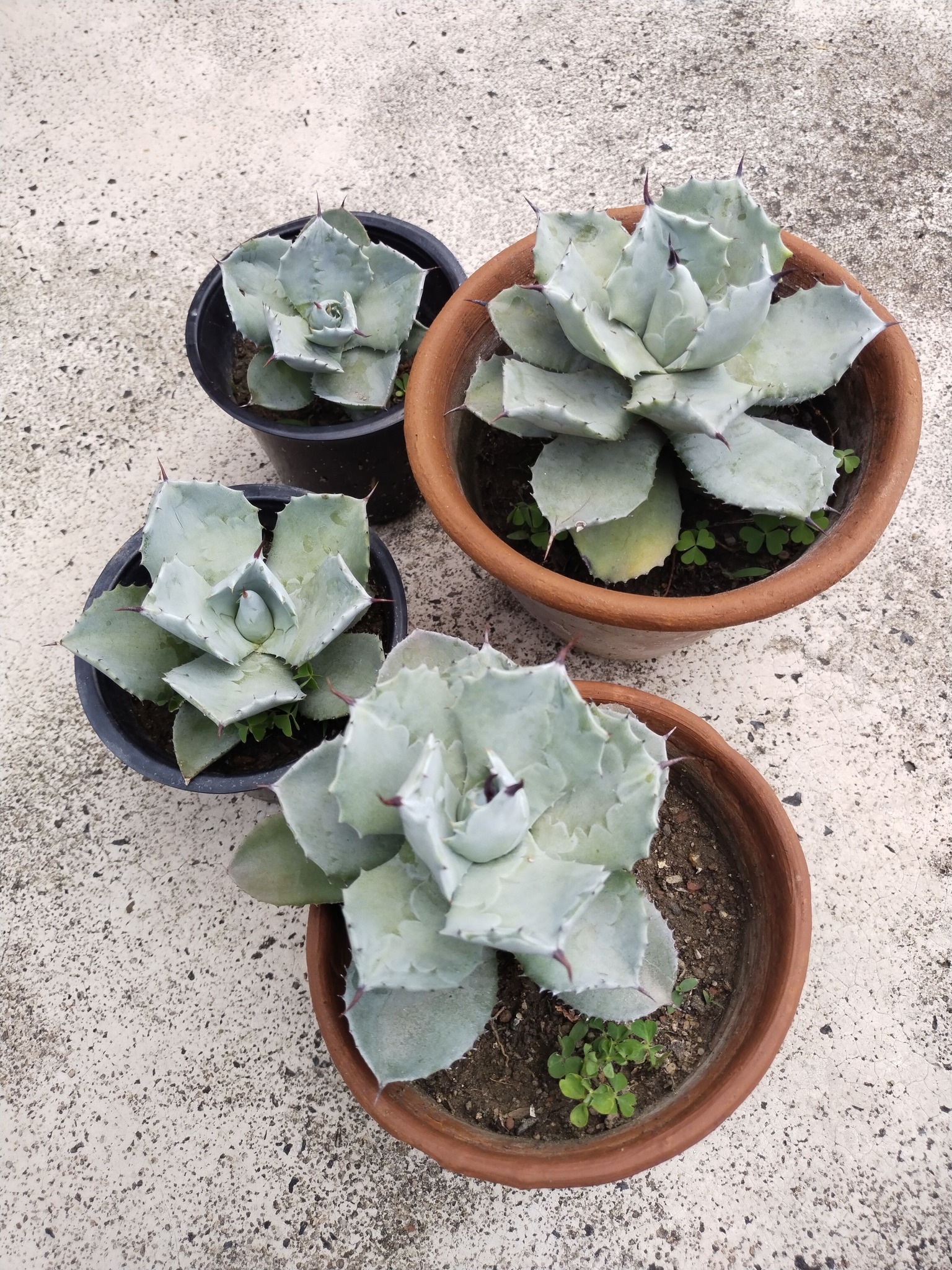 Agave desmettiana x isthmensis striata and agave eborispina x