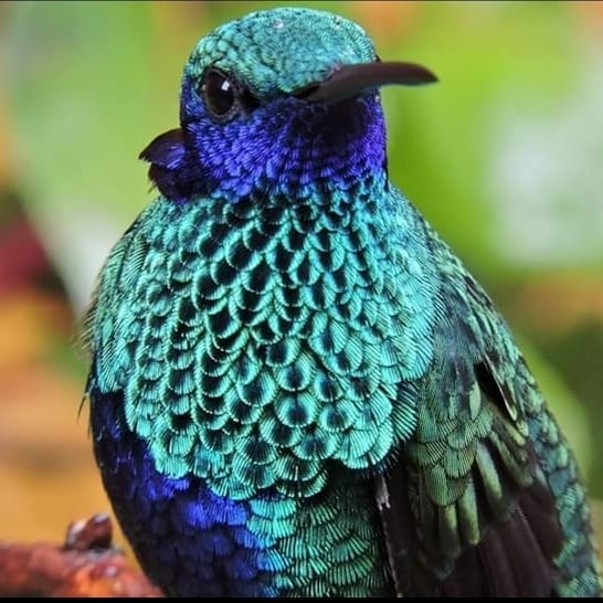 ro.binson3478 - COLIBRÍ CHILLON o COLIBRÍ RUTILANTE.... | Facebook