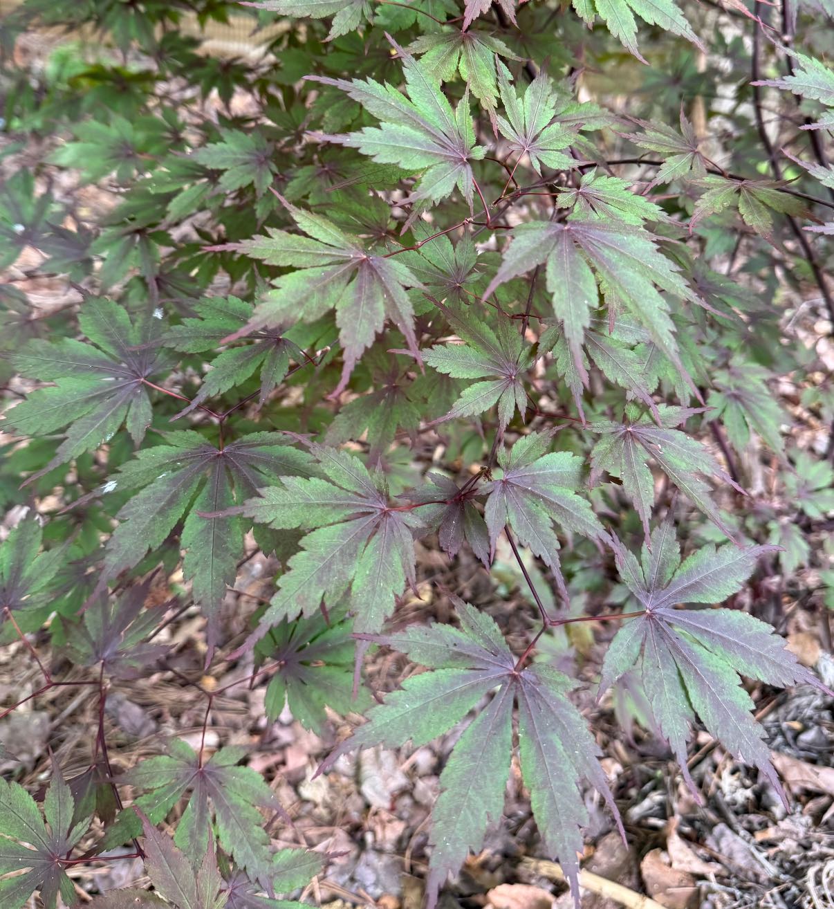 What type of Japanese maple has fire engine red fall color?