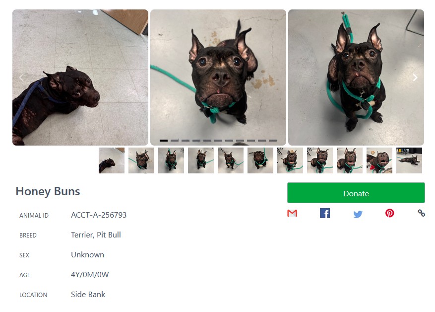 Foster or rescue Honey Buns, a 4-year-old female Pit Bull mix at