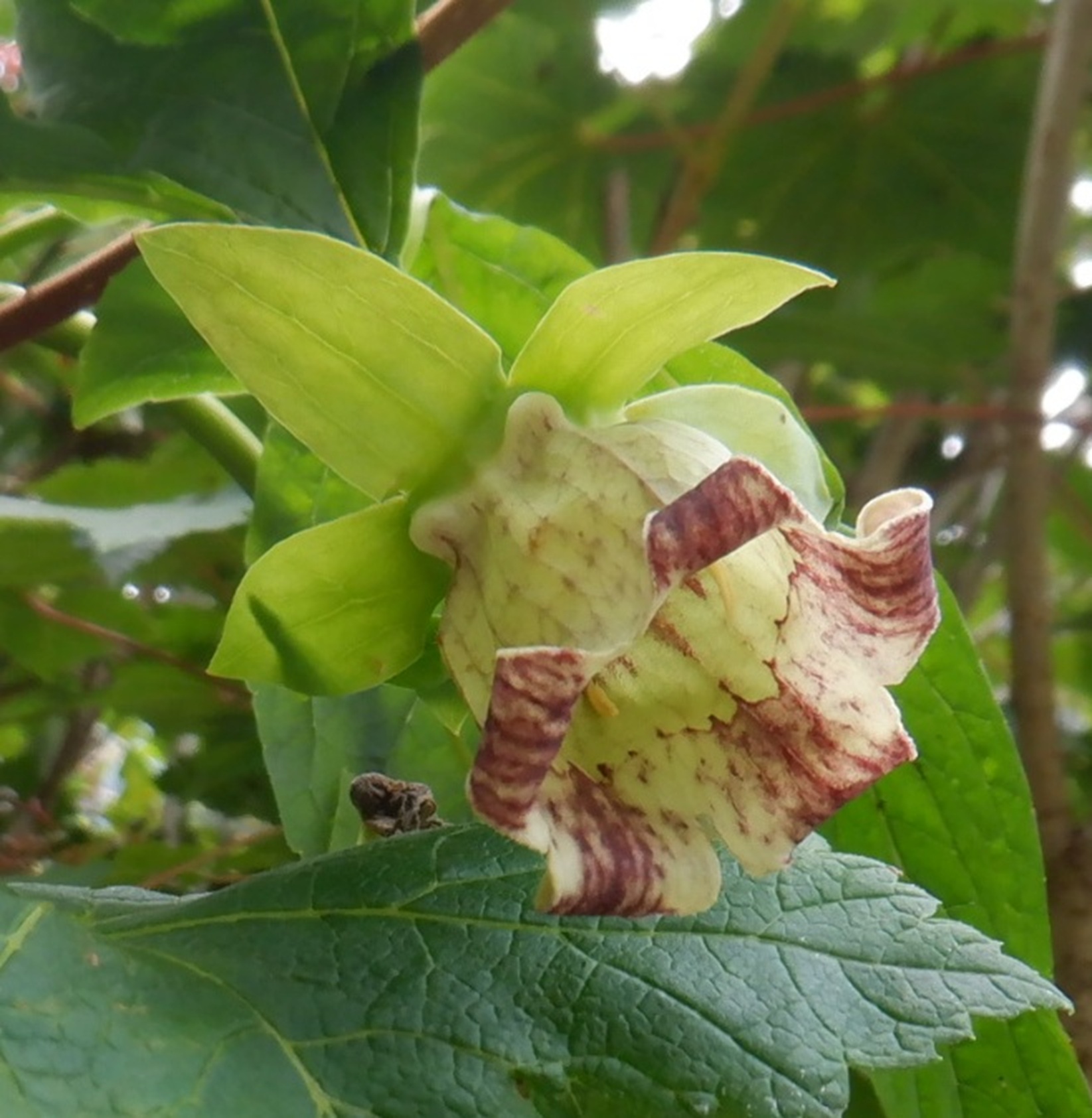 ツルニンジン（蔓人参） 別名 ジイソブ（爺蕎） キキョウ科