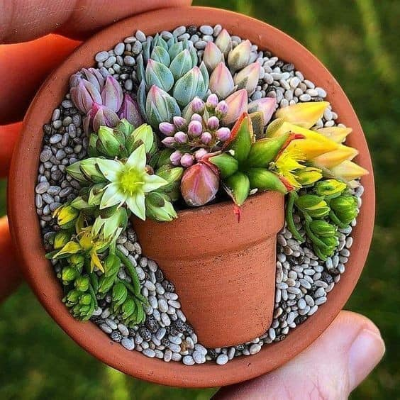 Clevere Ideen mit Sukkulenten 🌿🌼🌿 Folge uns für mehr Garten Gestaltung Ideen und Tipps