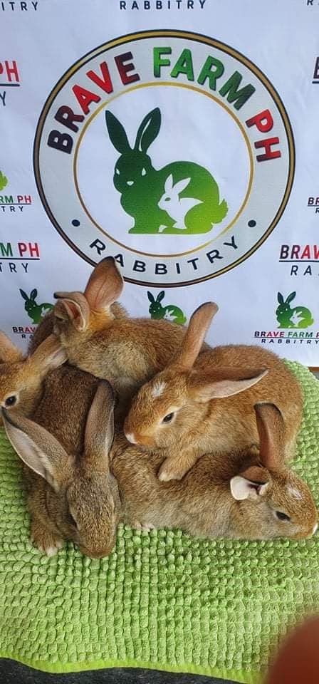 Brave Farm PH - Maagang pamasko ng Brave Farm PH, salubong...