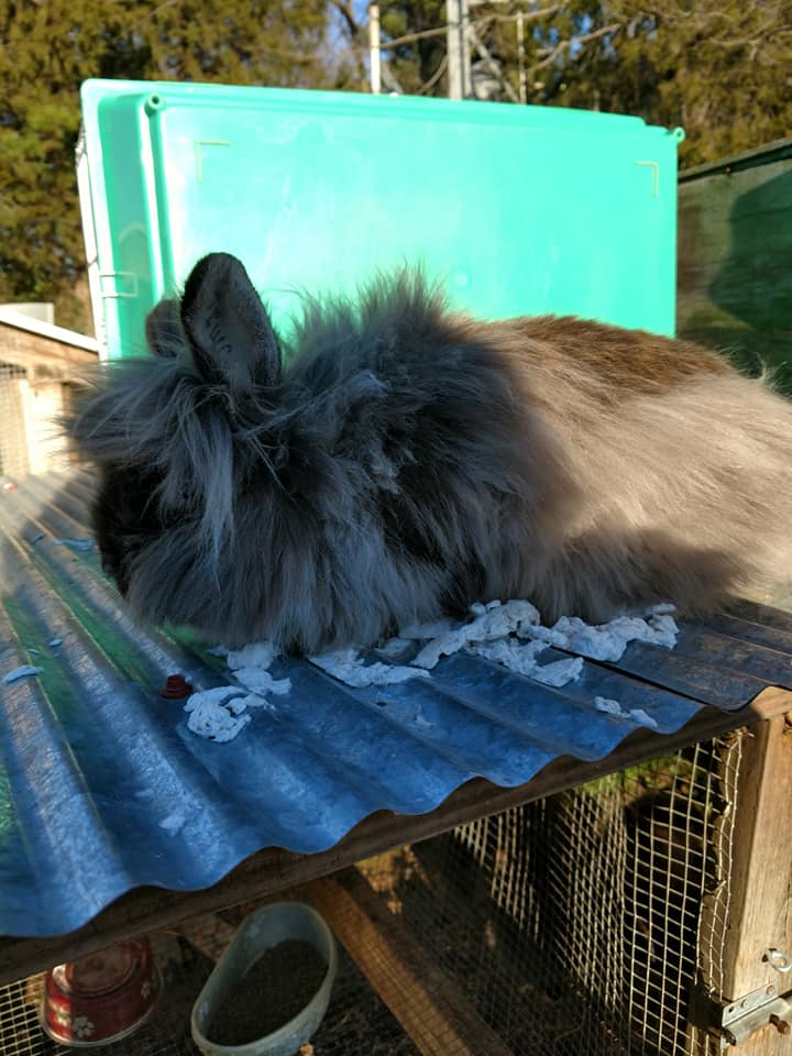 J & M Rabbitry