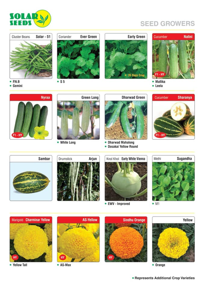 SOLAR SEEDS | Bangalore