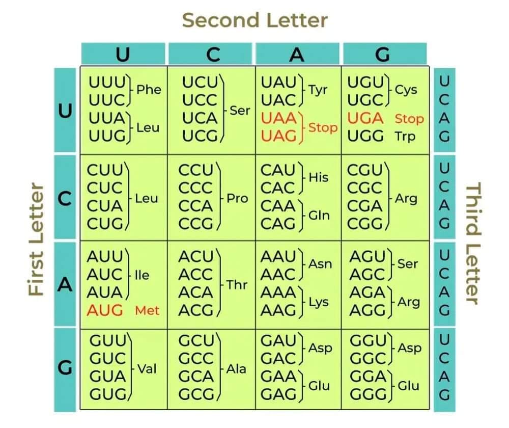 The #Genetic #code is a set of... - 𝗦𝘄𝗮𝘁 𝗥𝗲𝘀𝗲𝗮𝗿𝗰𝗵 𝗖𝗲𝗻𝘁𝗲𝗿 𝗦𝗥𝗖