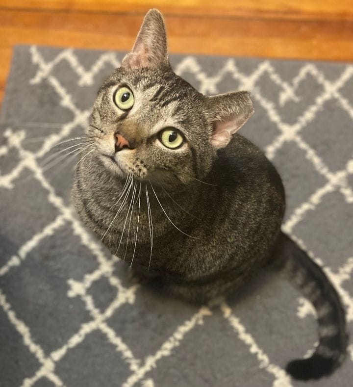 Did you know more pets go missing... - Chicago Cat Rescue