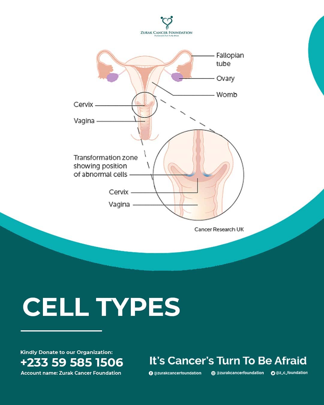 CELL TYPES The cervix is... - Zurak Cancer Foundation