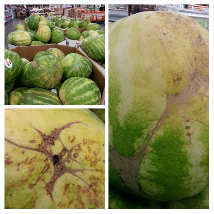 Denise A. - How to pick a Watermelon: Everyday I see people banging on ...