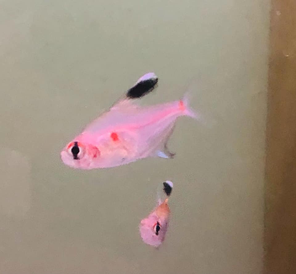 Aztec Aquarium - New and for the first time @ Aztec... | Facebook